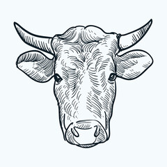 Vintage hand drawn cattle horn head