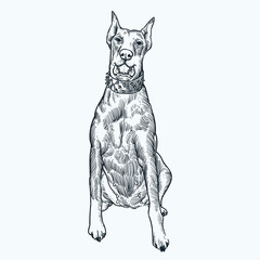 Vintage hand drawn Dobermann