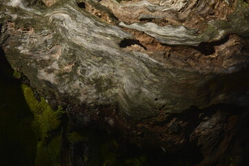 Tree trunk closeup simulating a cave wall. The rustic texture of a tree trunk. Decomposing log texture.