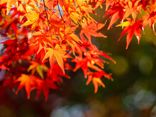 【秋】紅葉した楓の葉