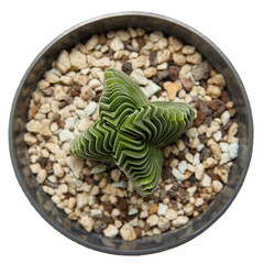 succulent crassula Buddha`s Temple in a pot on white background