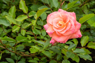 A beautiful bud of a blooming pink-cream rose in a summer country garden.