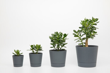 four plants different sizes of crassula ovata or jade or money tree in pots lined up in ascending order in a row on a white background