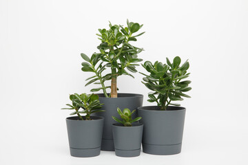 four plants of crassula ovata or money or jade tree in pots different sizes on a white background