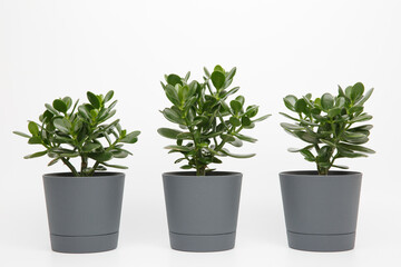 three plants of crassula ovata or money or jade tree in pots same sizes in a row on a white background