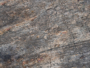 Closeup of petrified wood texture  The colors vary according to the minerals in the wood.  rough surface  abstract background.