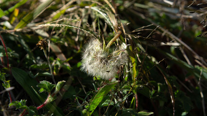 tapak plants in the mountains
