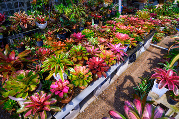 Row of colorful many different types bromeliad plants are blooming in gardening area at home