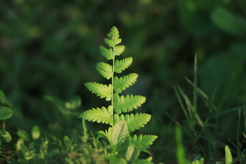 fern leaf with blur background