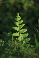 fern leaf with blur background