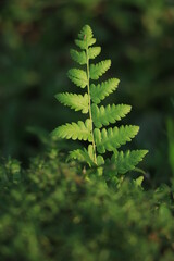 green fern leaf texture closeup