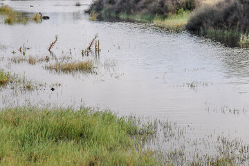 close up of wetlands and grasses