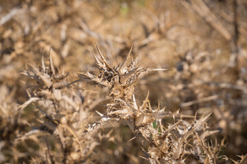 dried thorny plant.  blur background.