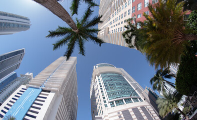 Low angle view of skyscraper and palm tree.