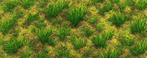 green grass background