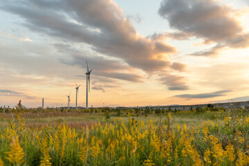 夕焼けと風車と花畑