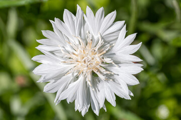 White cornflower