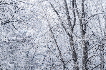 Background of tree branches covered with frost. Landscape of nature with white snow. Winter holiday concept