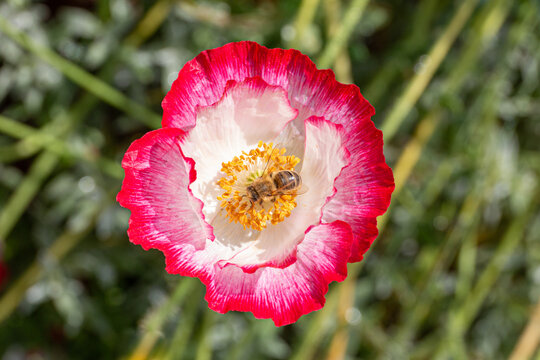 Bee on poppy flower