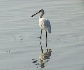 a Black-faced spoonbill in the water
