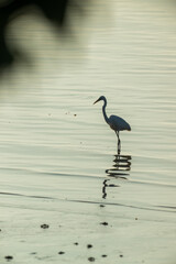 great egret in the water