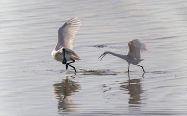 a Black-faced spoonbill fight against a great egret