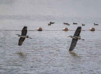 two herons in flight over the sea