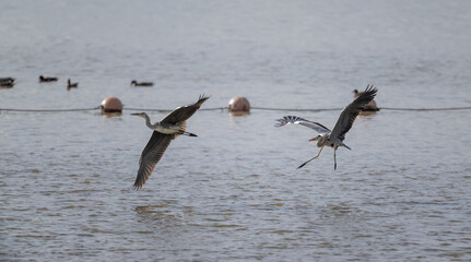 two herons in flight over the sea