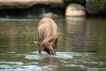 The wide  is playing in the water.