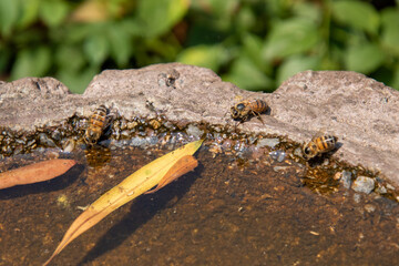 East African honey bees drink water in a residential garden in South Africa