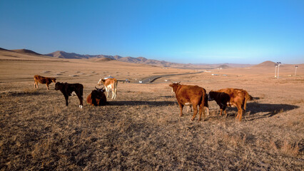 Fototapeta na wymiar Grazing cows in the fields of Mongolia