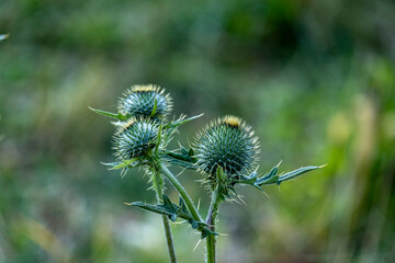 Beautiful prickly burdock in the mountains. Scotland symbol