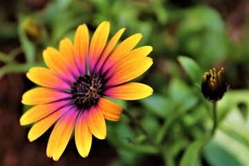 Spring flower