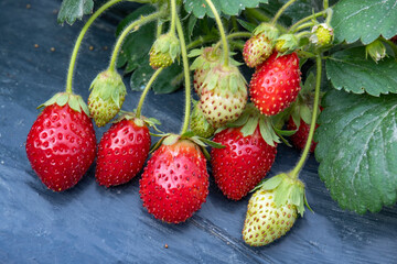 The ripe strawberries in the farmer's garden are beautiful. Strawberries on a black film.