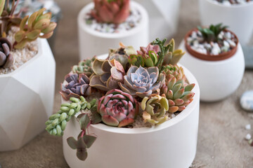 pots with groups of houseplants on concrete table - Echeveria and Pachyveria opalina Succulents
