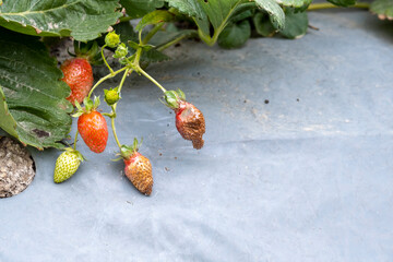 Spoiled strawberries on a farmer's bush. The strawberry harvest on the farm is gone.