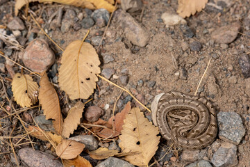 The snake is lying on the ground, its color merges with the surrounding space.