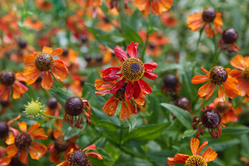 Blurred floral background. Wet flowers Helenium autumnale after the rain. 