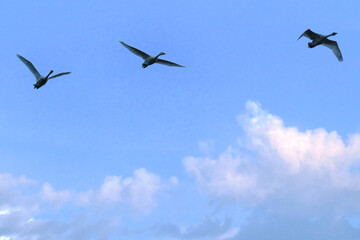 Soaring swans, Oct 23rd, 2022