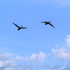 Soaring swans, Oct 23rd, 2022