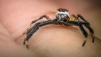 Close up a colorful jumping spider on human hand, macro shot, selective focus,Thailand.