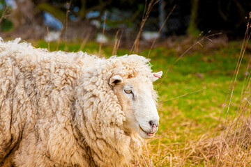 Funny sheep. Portrait of sheep showing tongue.