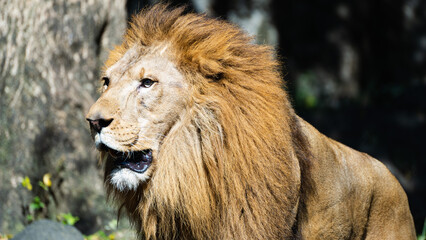 遠くを見つめる動物園の雄ライオン