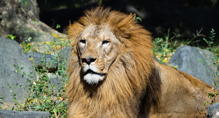 遠くを見つめる動物園の雄ライオン