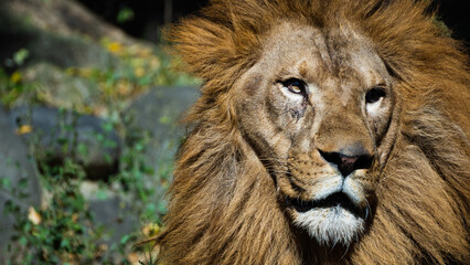 遠くを見つめる動物園の雄ライオン