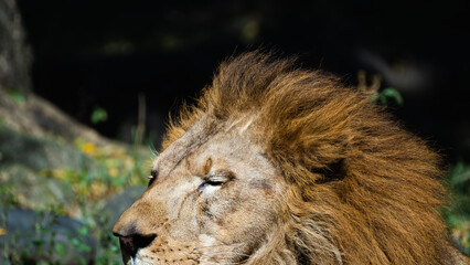 遠くを見つめる動物園の雄ライオン