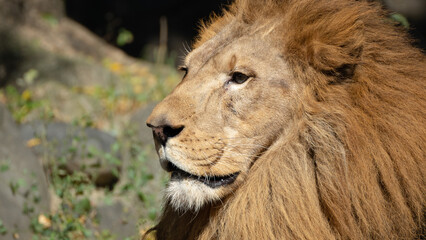 Fototapeta premium 遠くを見つめる動物園の雄ライオン