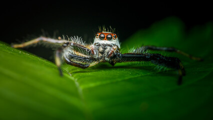 Close up a little Jumping Spider on green leaf, Colorful jumping spider.