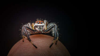 Close up a colorful jumping spider on human hand, macro shot, selective focus,Thailand.