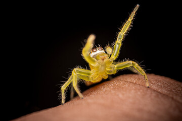 Close up a yellow jumping spider on human hand, macro shot, selective focus,Thailand.